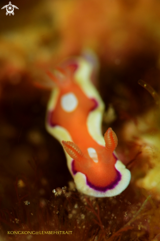 A Nudibranch