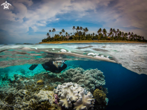 A Coral Triangle | Reeftop scene