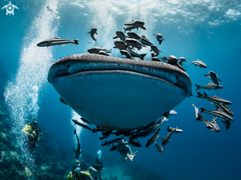 A Whale Shark