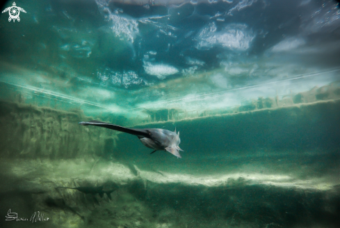 A American Paddlefish