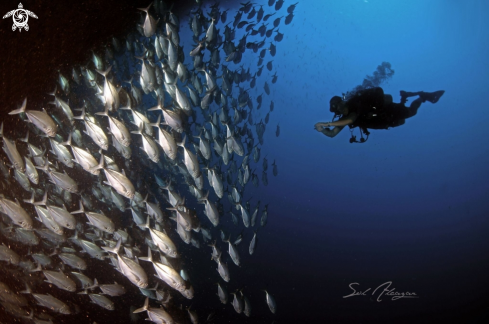 A School of jacks