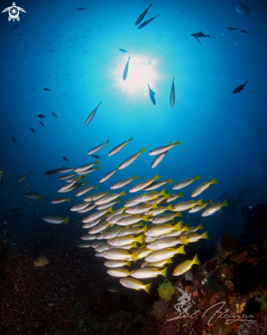 A School of yellow snappers