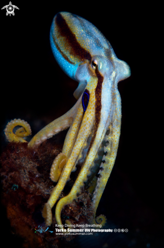 A Octopus