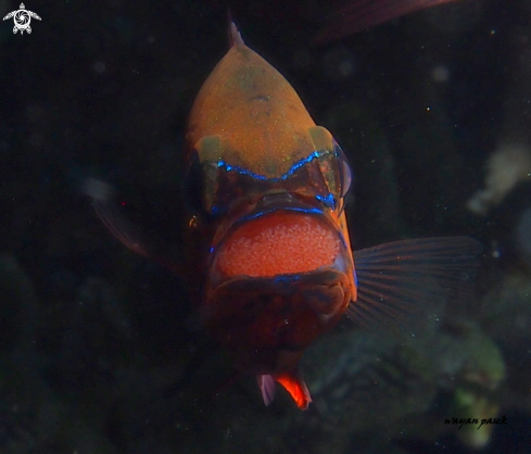 A Cardinalfish