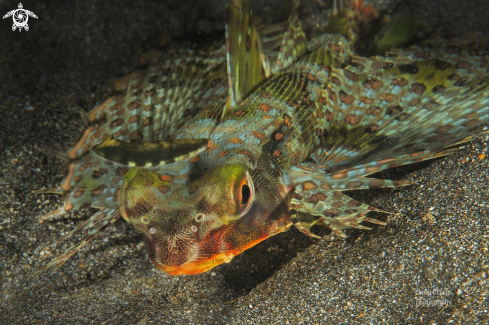 A Dactyloptena orientalis, Gurnard  | pesce cappone o civetta 