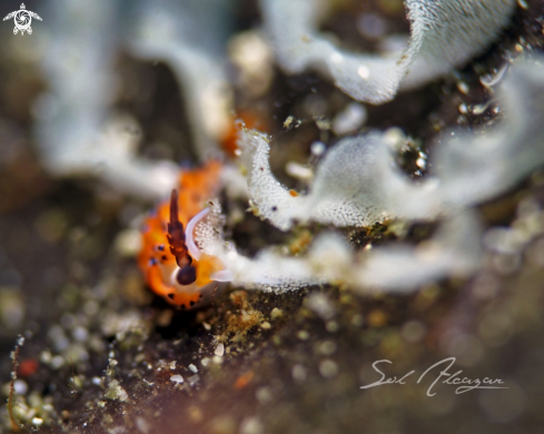 A nudibranch