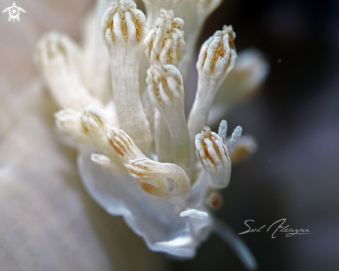 A Rudmani's nudibranch