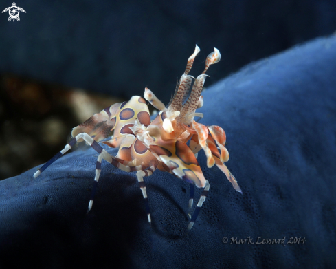 A Hymenocera picta | Harlequin Shrimp