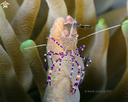 A Spotted Cleaner Shrimp