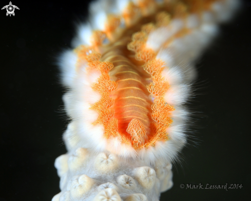 A Bristle worm