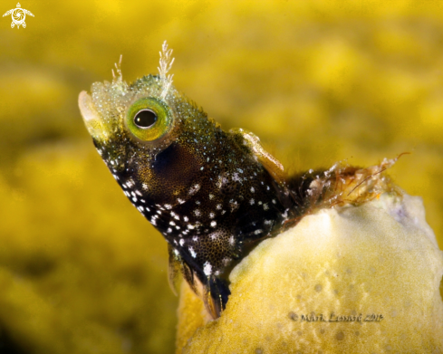 A Spinyhead Blenny