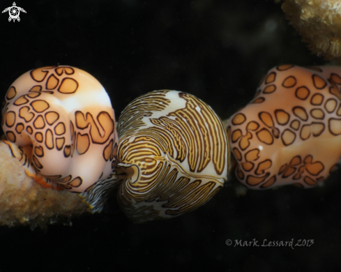 A Flamingo Tongue and Fingerprint