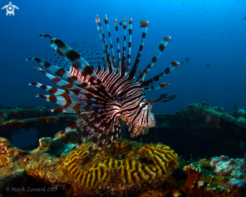 A Lion Fish