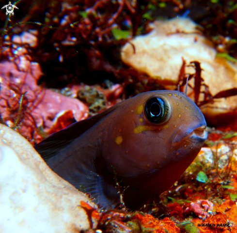 A Blenny