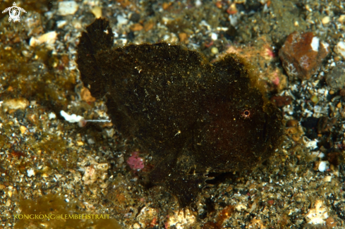 A Frogfish