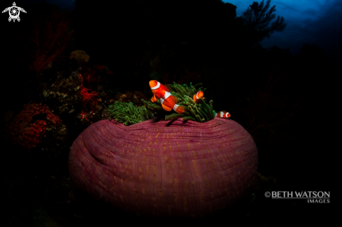 A Anemone fish