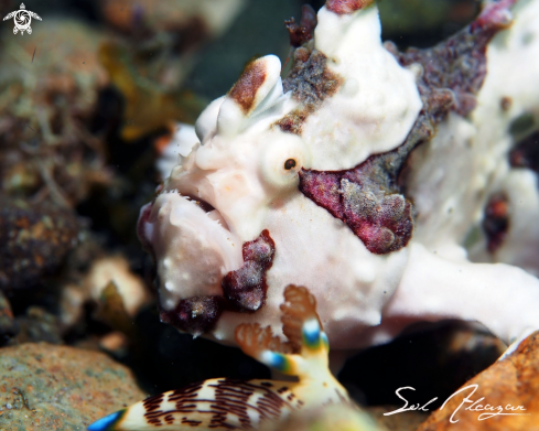 A Antennarius maculatus  | frogfish