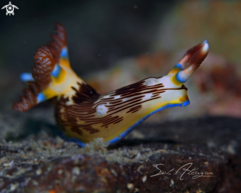 A nembrotha lineolata | Nudibranch