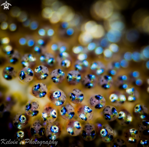 A Clown fish eggs