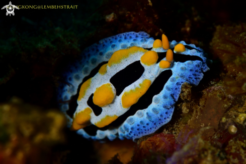 A Nudibranch