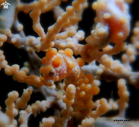 A pygmy seahorse