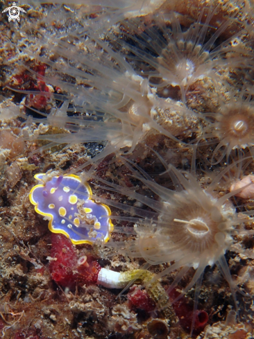 A Felimida luteorosea and Epizoanthus arenaceus | Luteorosea