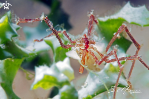 A sea spider