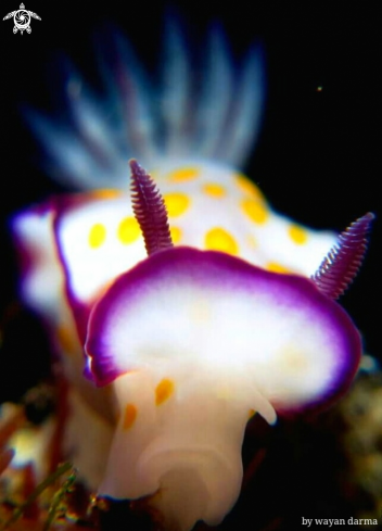 A nudibranch 