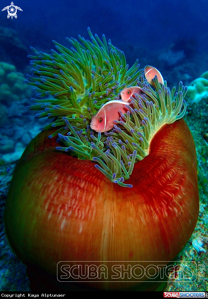 A Anamone with pink clownfish