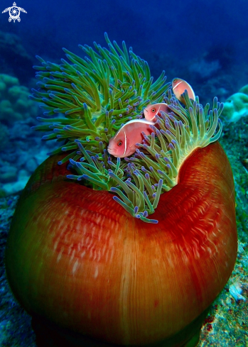 A Anamone with pink clownfish