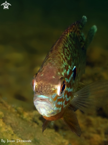 A Lepomis gibbosus | Small one. ;)