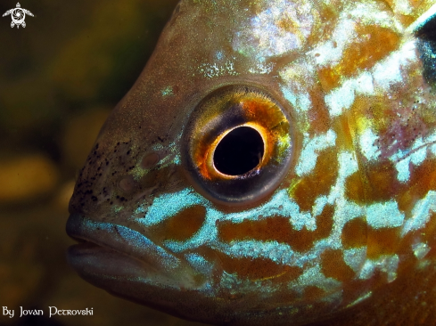 A Lepomis gibbosus | Small one. ;)