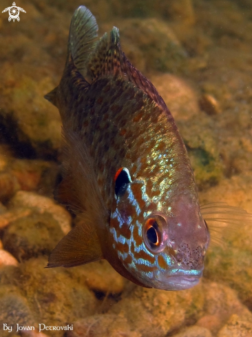 A Lepomis gibbosus | Small one. ;)