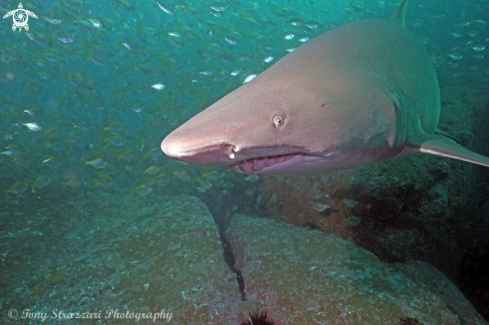 A Grey nurse shark