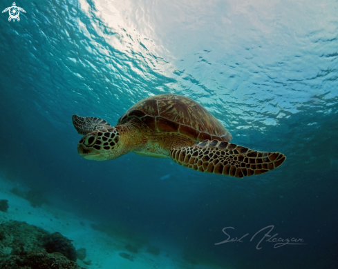 A Green turtle