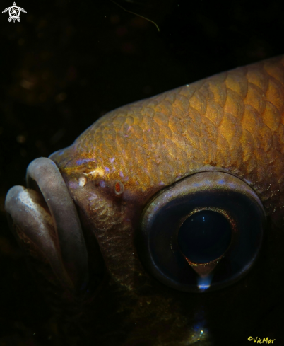 A Chromis | Fula