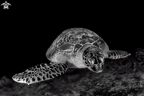 A Chelonia mydas | Green Turtle