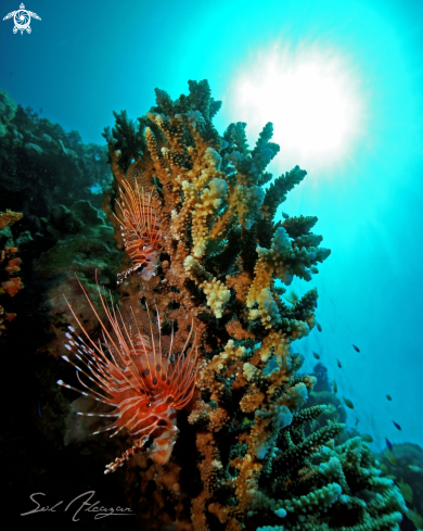 A lionfish