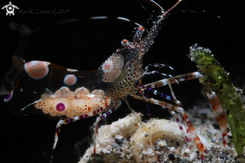 A Spotted Cleaner Shrimp