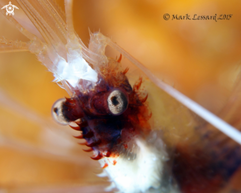 A Banned Coral Shrimp