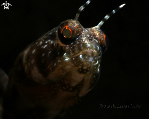 A Sailfin Blennies