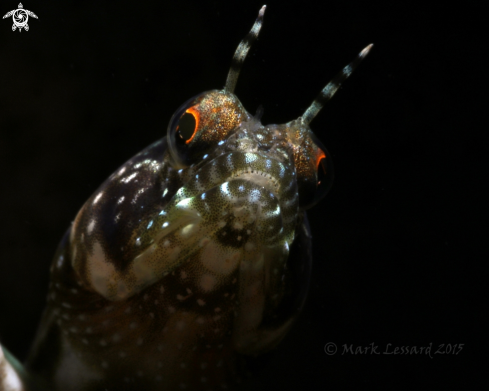 A Sailfin Blennies