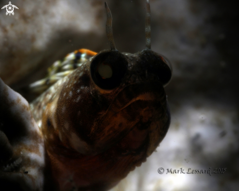 A Sailfin Blennies