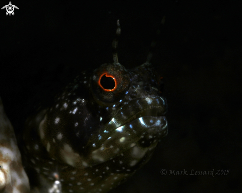 A Sailfin Blennies