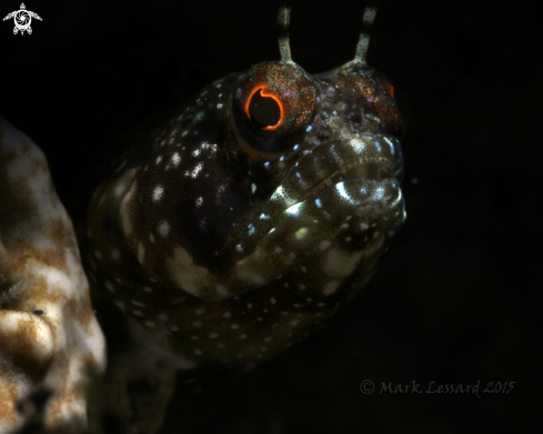 A Sailfin Blennies