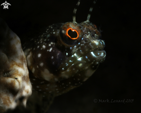 A Sailfin Blennies