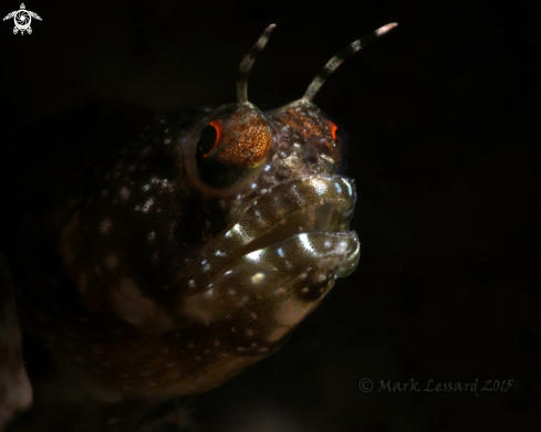 A Sailfin Blennies