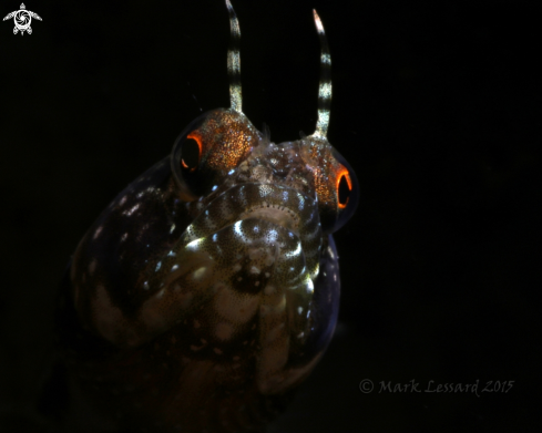 A Sailfin Blennies