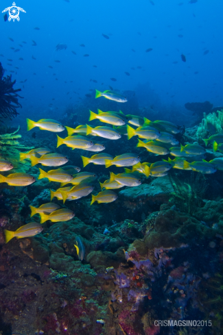 A Reef Fish