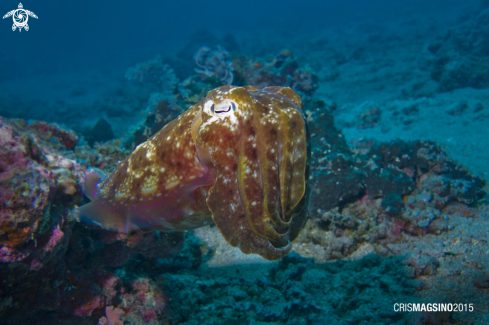 A Cuttlefish